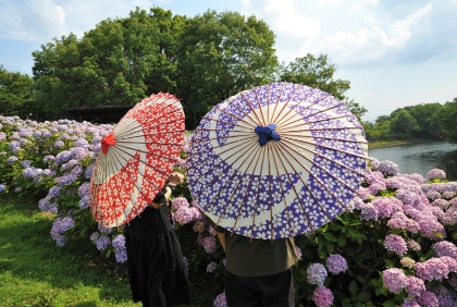 Japanese umbrella rental (mid-June – early July)