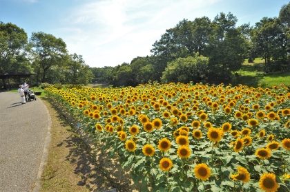 Sunflowers (late July – early August)
