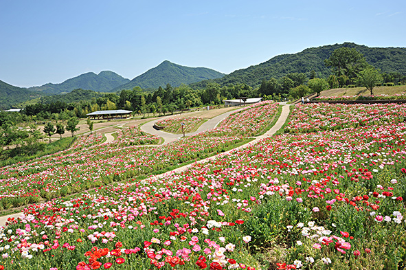 花巡りの丘