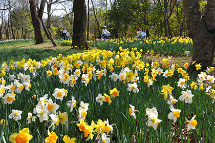 Narcissus (early March – early April)