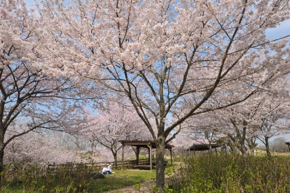 Cherry blossoms (late March – early April)