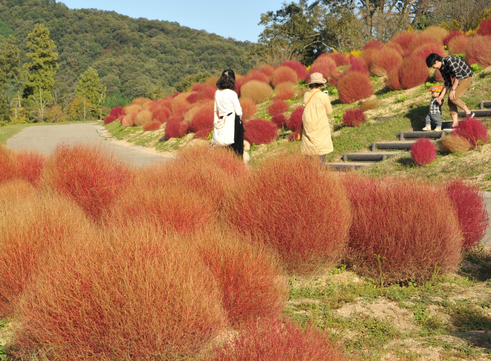 コキア 紅葉 国営讃岐まんのう公園