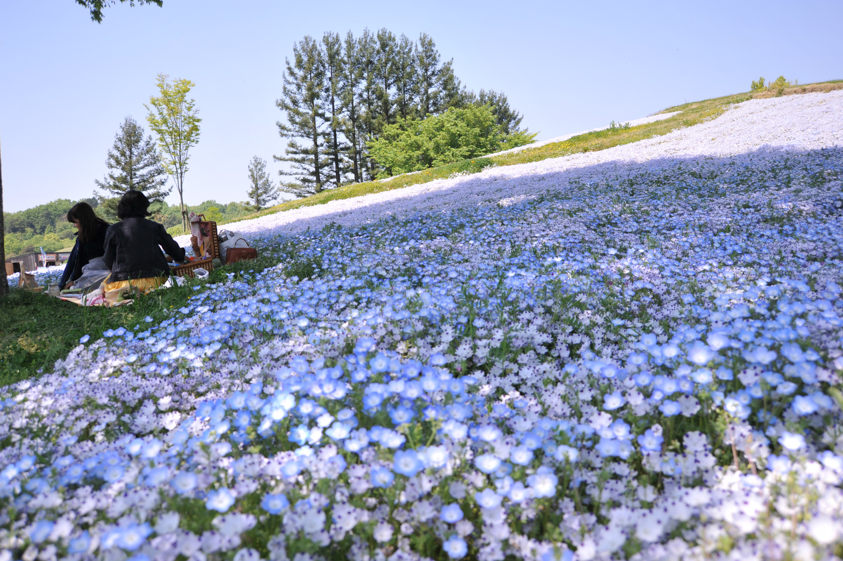 ネモフィラ 国営讃岐まんのう公園