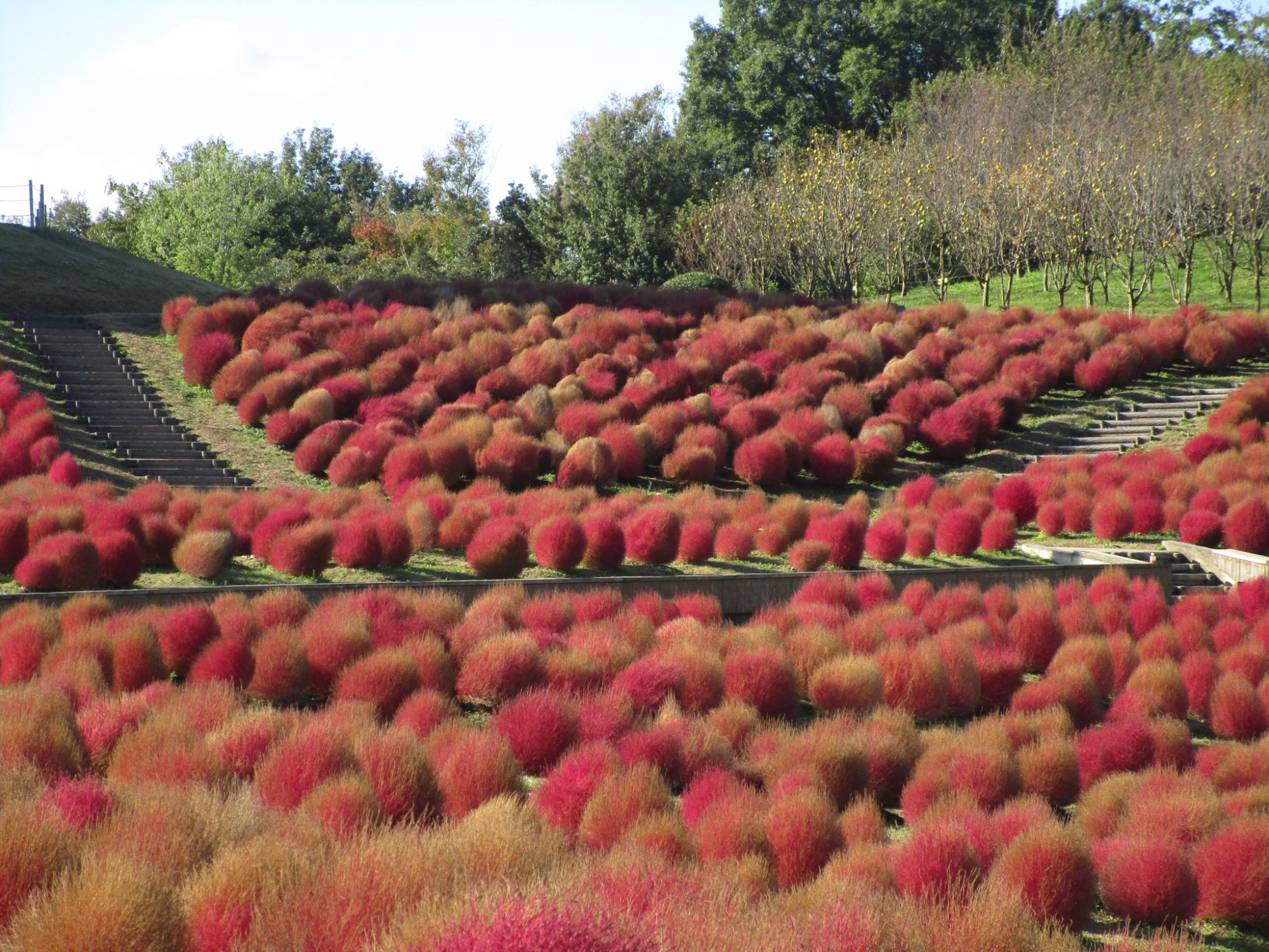 花ごよみ 秋 国営讃岐まんのう公園