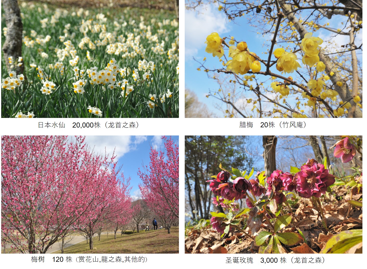 早春の花の紹介簡体