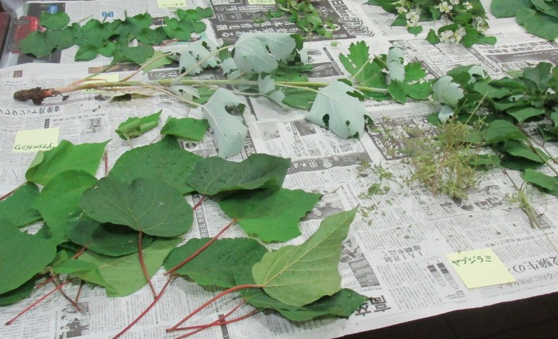 薬草・薬木を探しに行こう