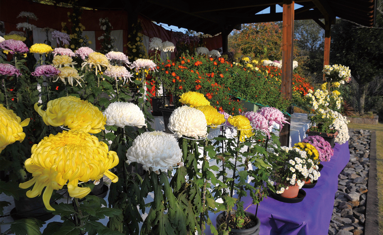 菊の展示