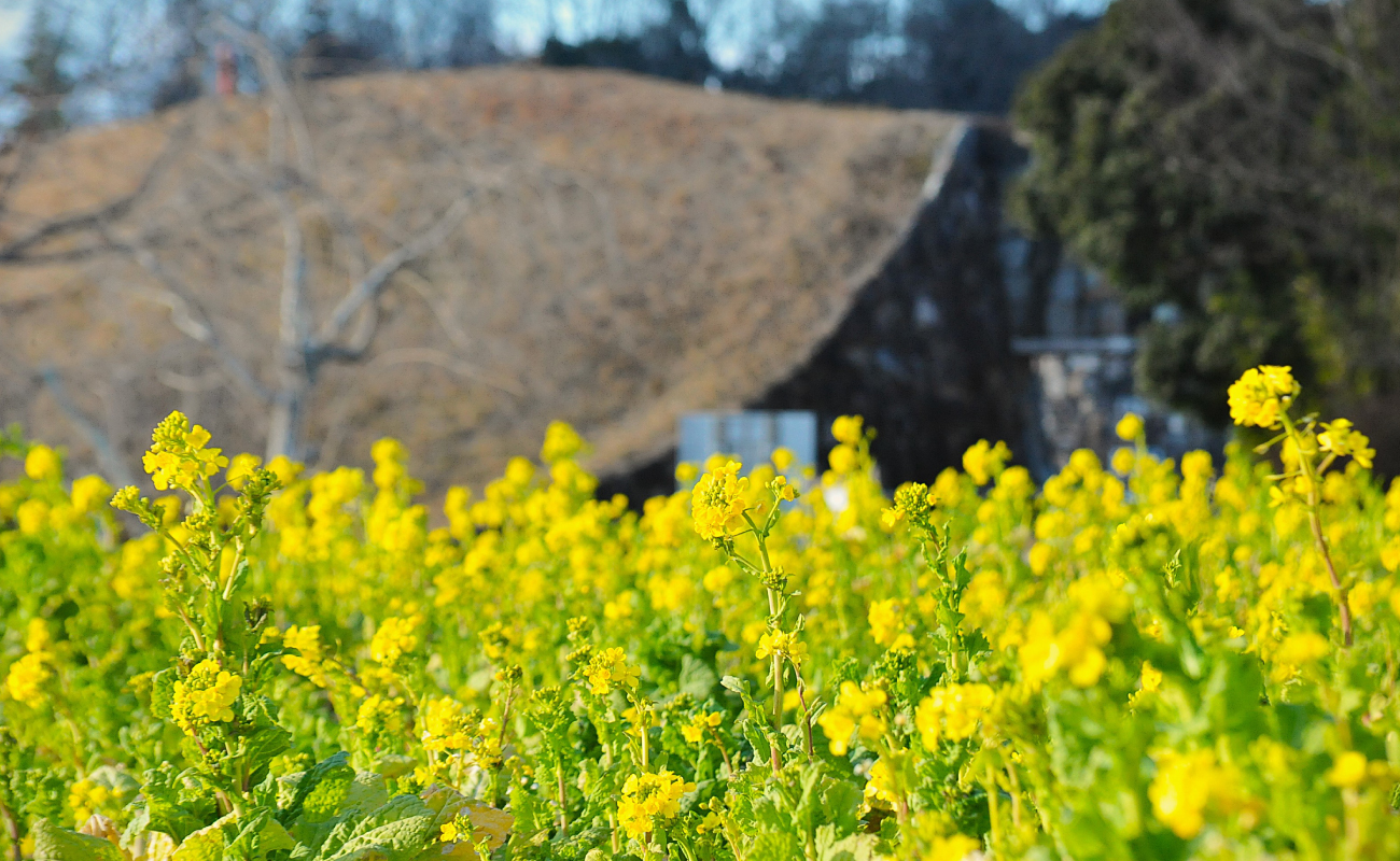 ナノハナ咲始め Photo1/25＠竹風庵