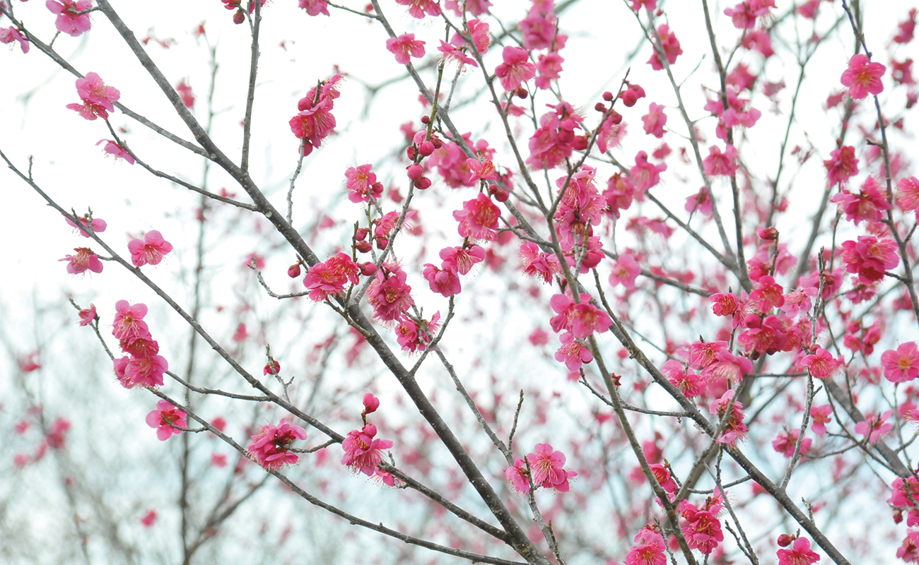 ウメ見頃Photo3/7＠花巡りの丘・竜頭の森、他