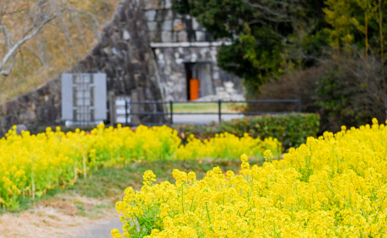 ナノハナ見頃 Photo3/14＠竹風庵