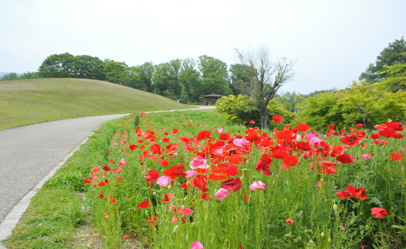 ポピー咲き始めPhoto5/12＠青竜の谷（飛竜池側）