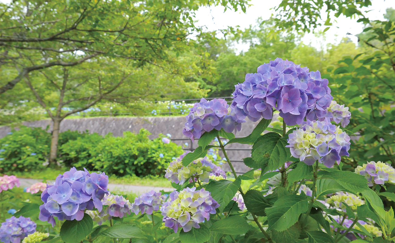 アジサイ5分咲きPhoto6/8＠あじさい苑