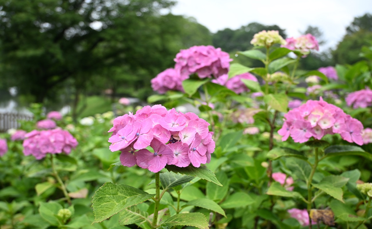 アジサイ5分咲きPhoto6/11＠あじさい苑