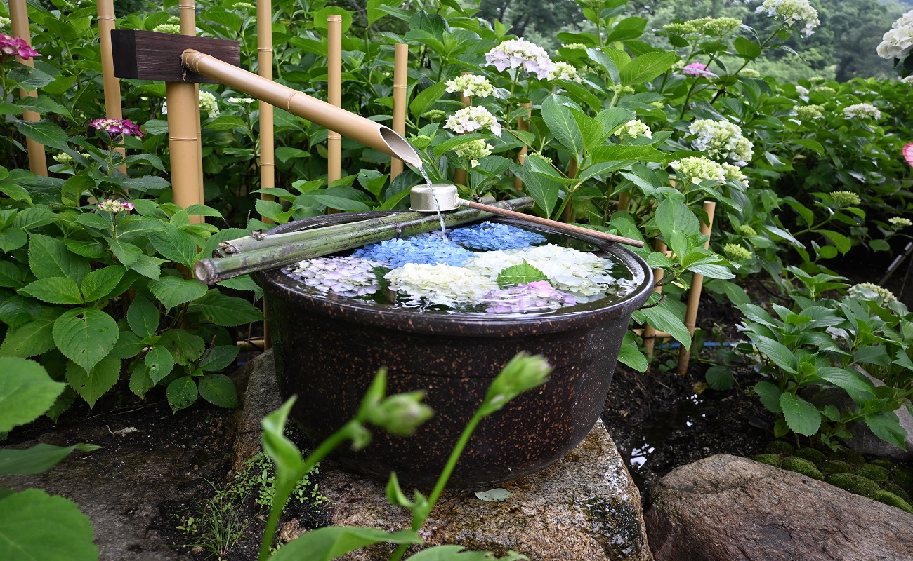 アジサイ花手水Photo6/11＠あじさい苑
