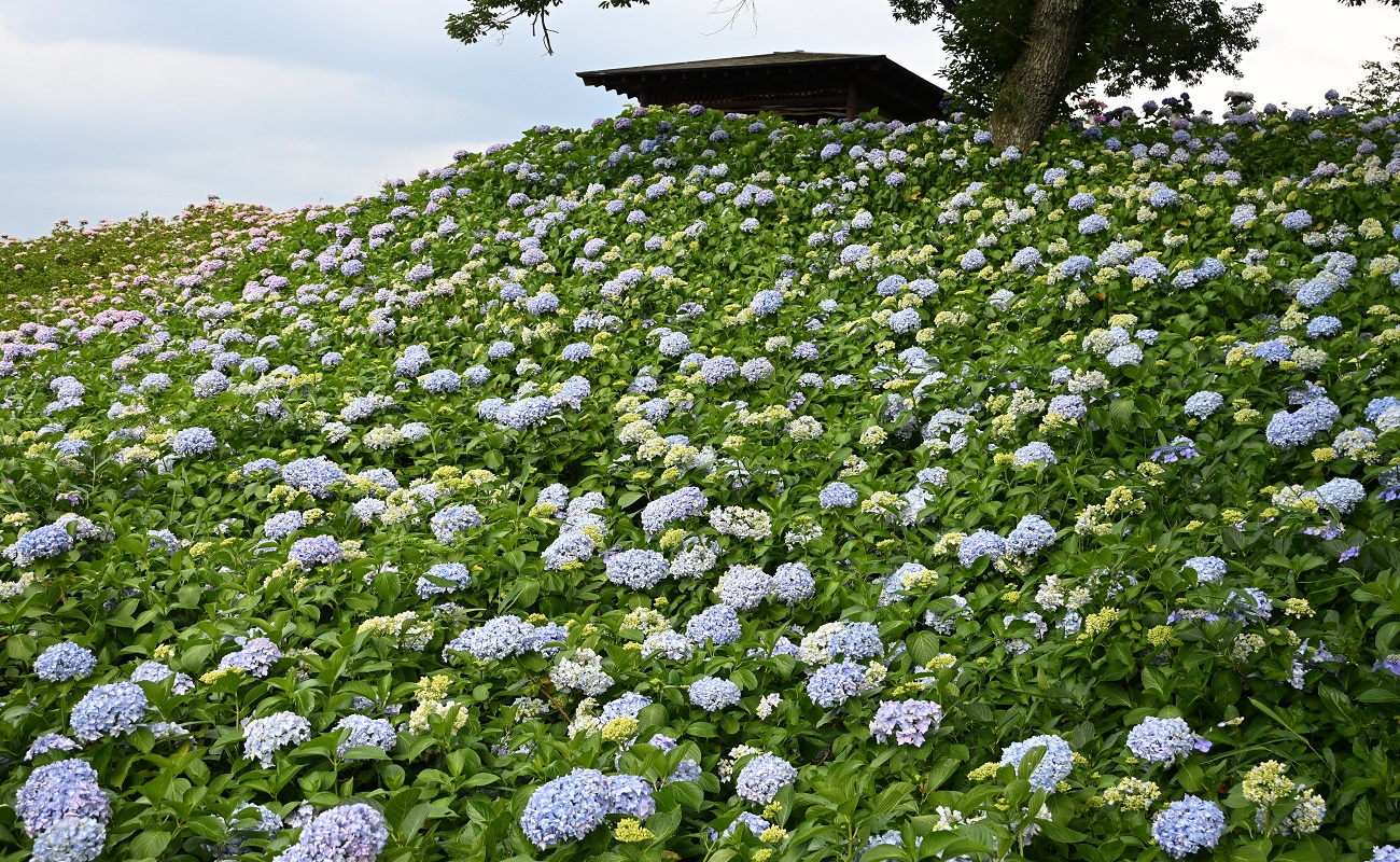 アジサイ見頃Photo6/22＠あじさい苑