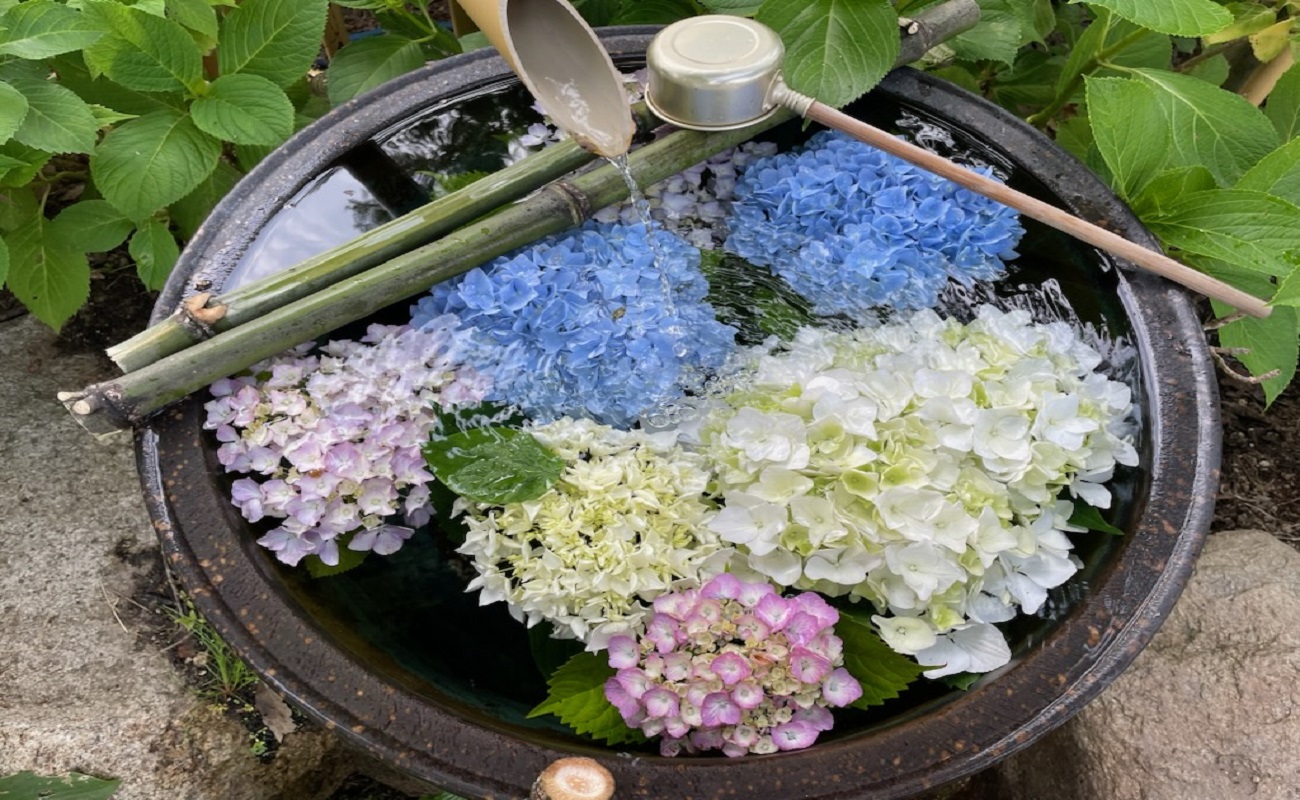 アジサイ花手水Photo6/7＠あじさい苑