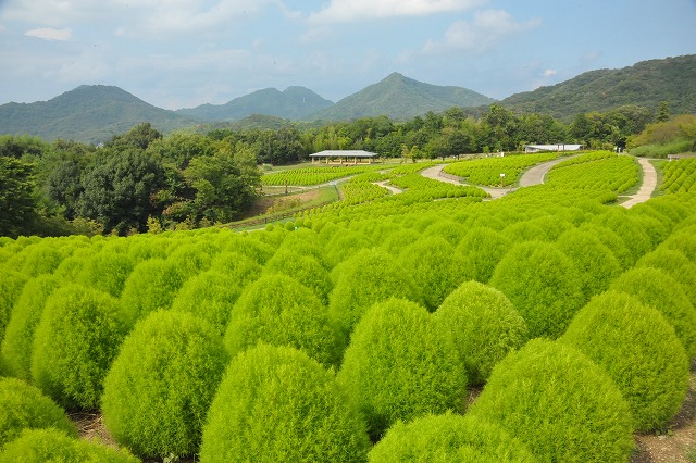 コキア（緑葉）