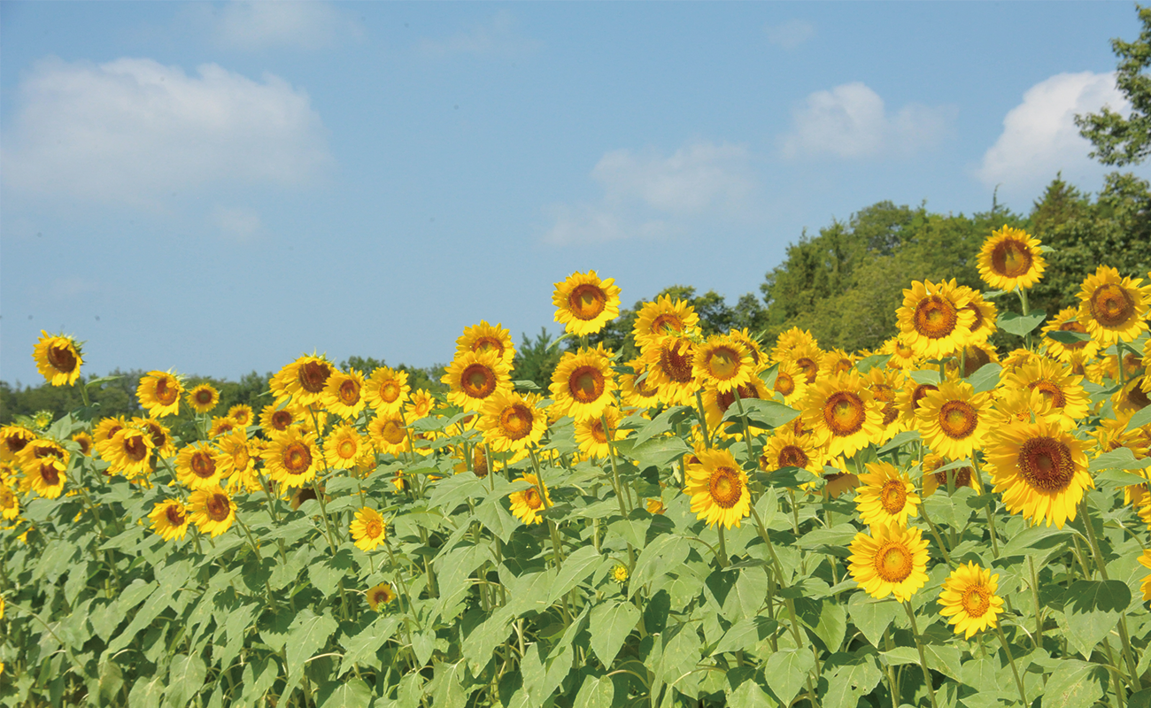 ヒマワリ見頃Photo8/2＠青竜の谷