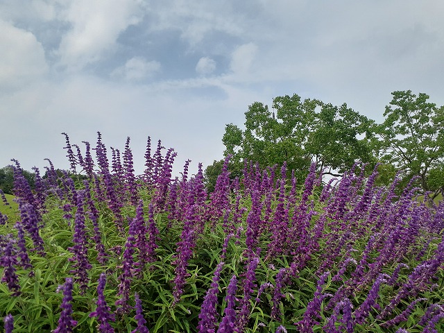 花壇・樹木など