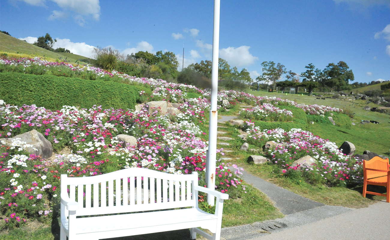 コスモス見頃photo10/29@風花の庭