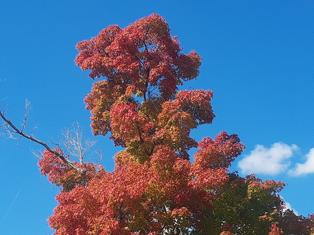 花壇・樹木など