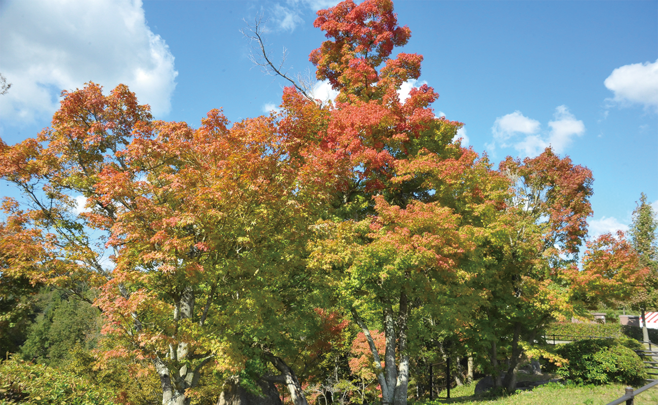 もみじの谷Photo10/29