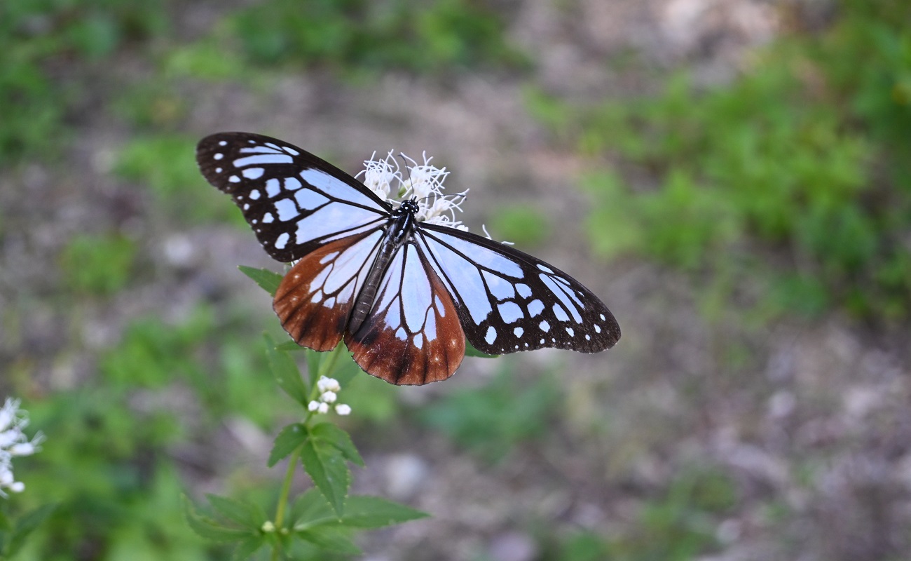 アサギマダラPhoto10/30＠竹風庵