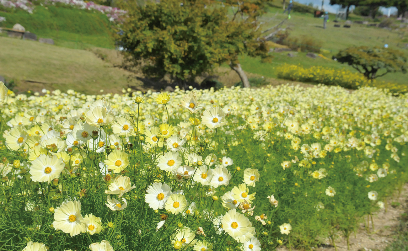 キャンパス見頃Photo10/29@風花の庭