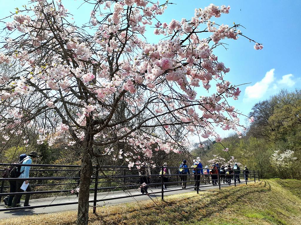 第13回 満濃池 空海 こんぴらしあわせツーデーウオーク