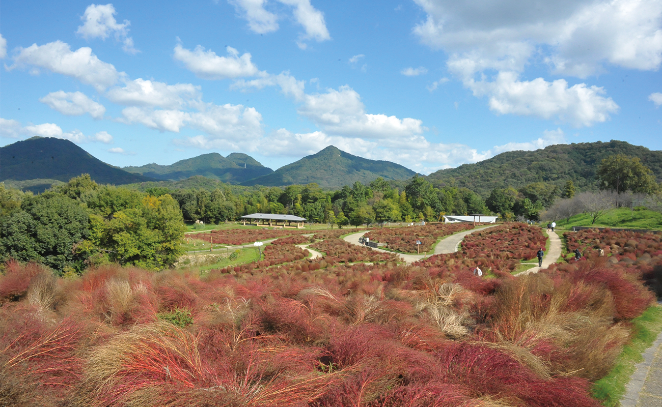 コキア見頃過ぎPhoto10/29@花巡りの丘
