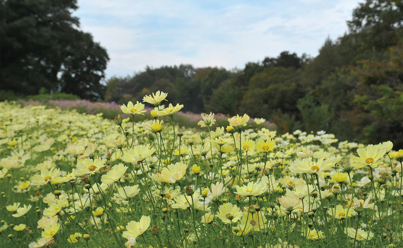 キャンパス見頃Photo11/5@風花の庭