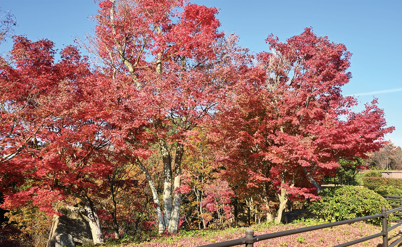 もみじの谷＠Photo11/23