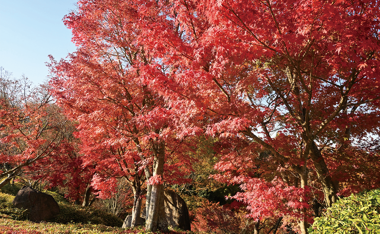もみじの谷＠Photo11/23
