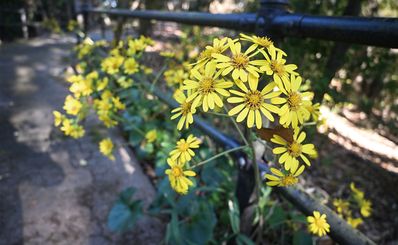 ツワブキ＠phot11/23