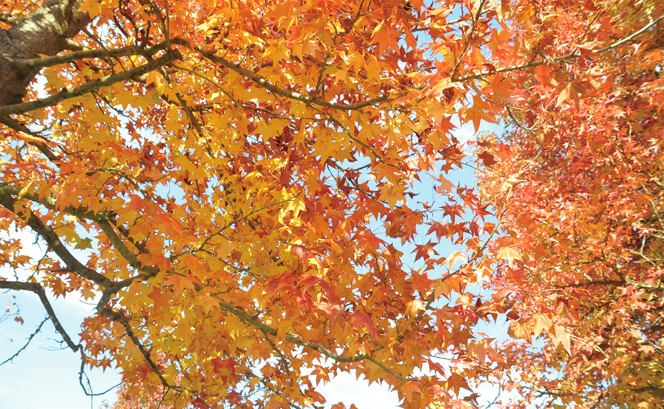 モミジバフウ見頃phot11/06＠北駐車場
