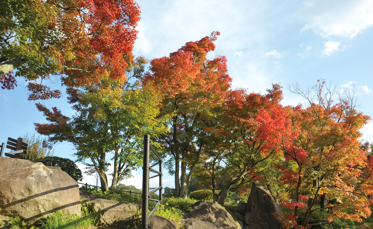 もみじの谷Photo11/06