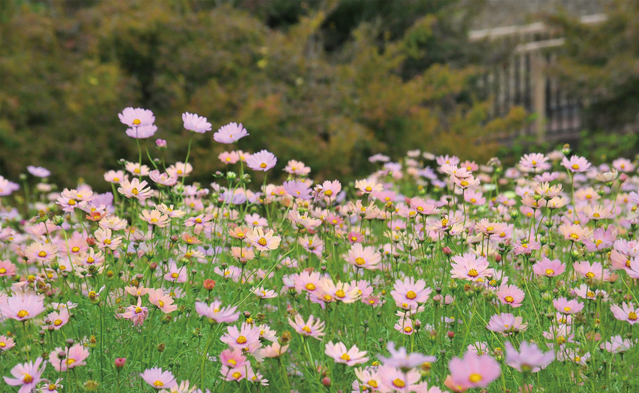 キャンパス見頃Photo11/5@風花の庭