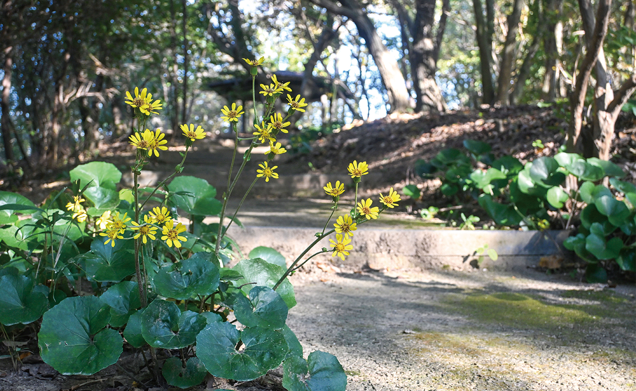 ツワブキ＠phot11/23