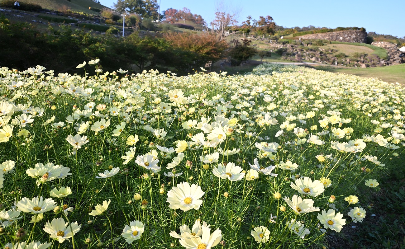 キャンパス（イエロー）おすすめPhoto11/10＠風花の庭
