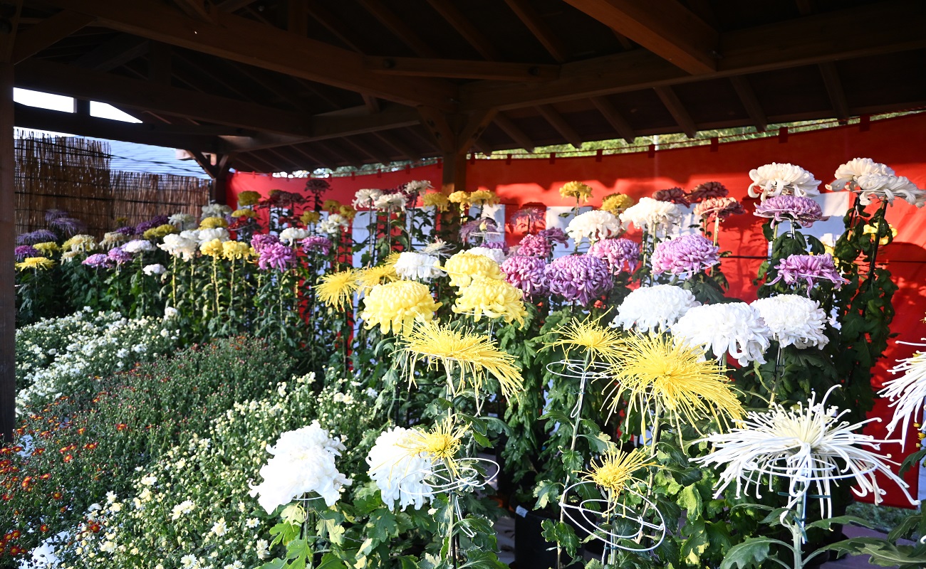 菊の展示おすすめphot11/10＠竹風庵