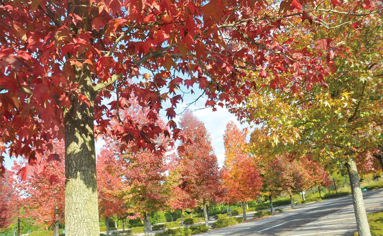 モミジバフウ見頃phot11/06＠北駐車場