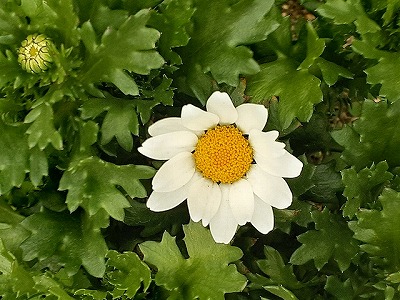 ノースポール（クリサンセマム）