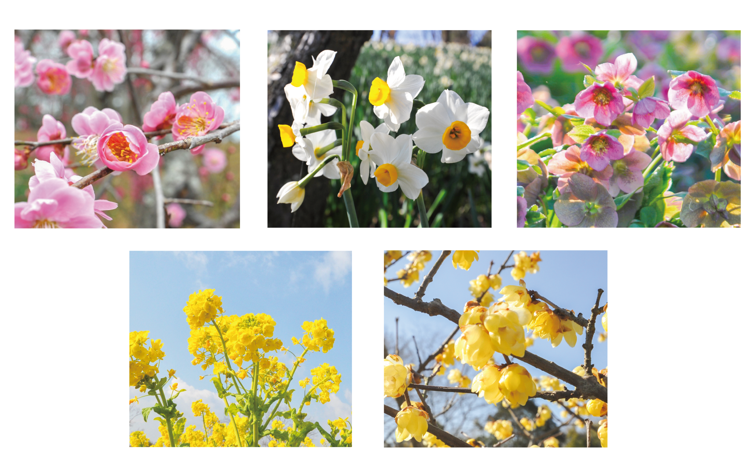 早春フェスタ 2026