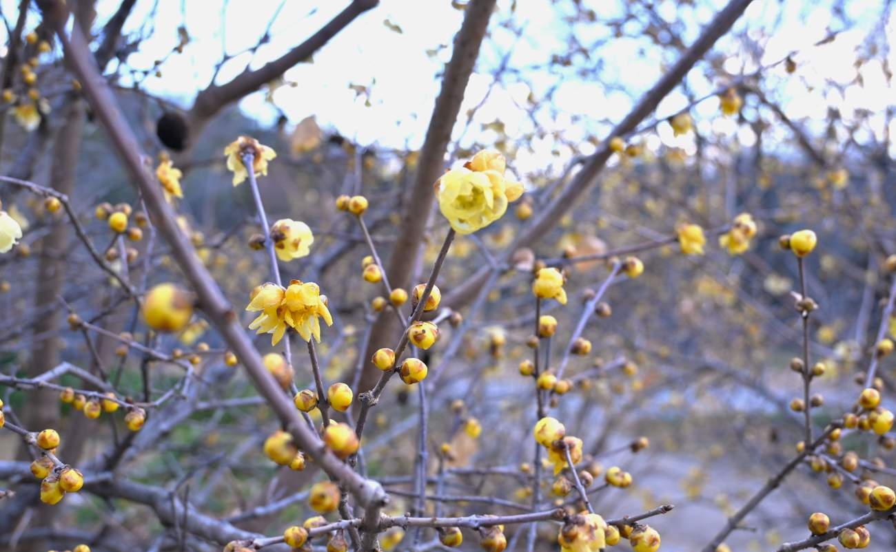 ロウバイ3分咲き＠竹風庵 photo01/22