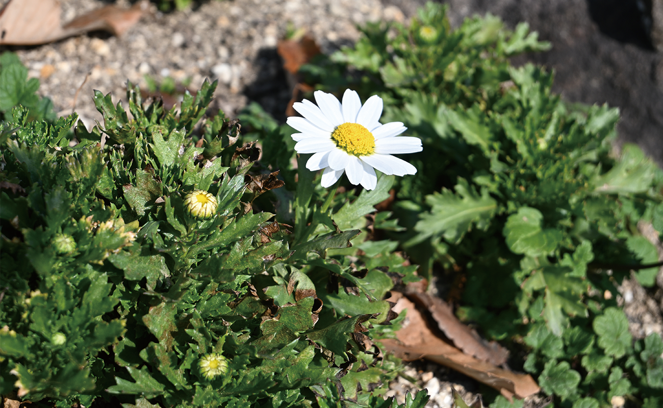 ノースポール＠風花の庭、エントランス広場 photo01/22