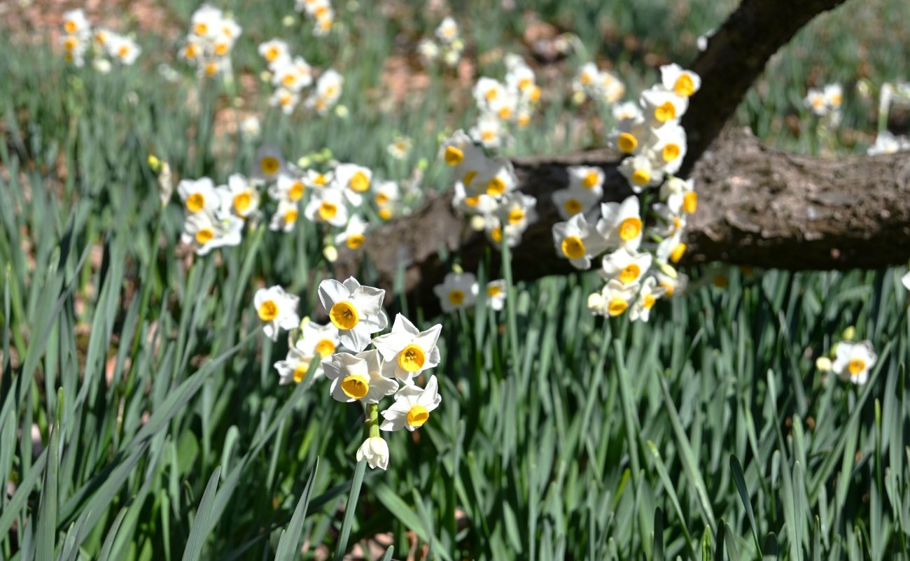 二ホンズイセン5分咲き＠竜頭の森 photo01/22