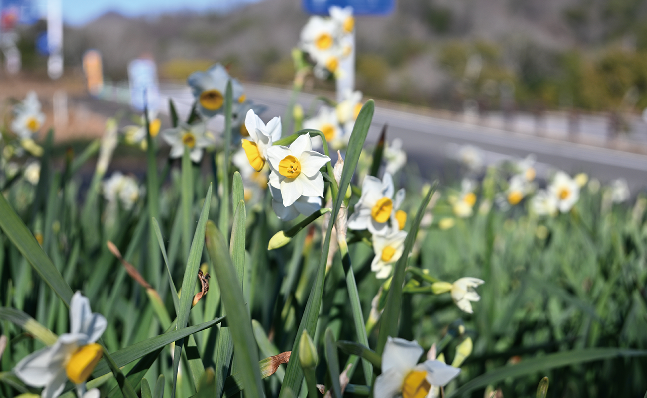 二ホンズイセン＠竜頭の森 photo01/07