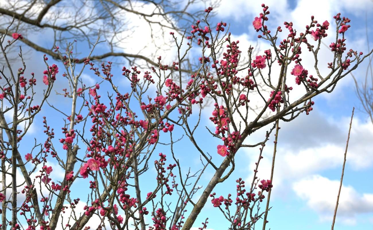 ウメ＠竜頭の丘（ドッグラン周辺） photo01/22