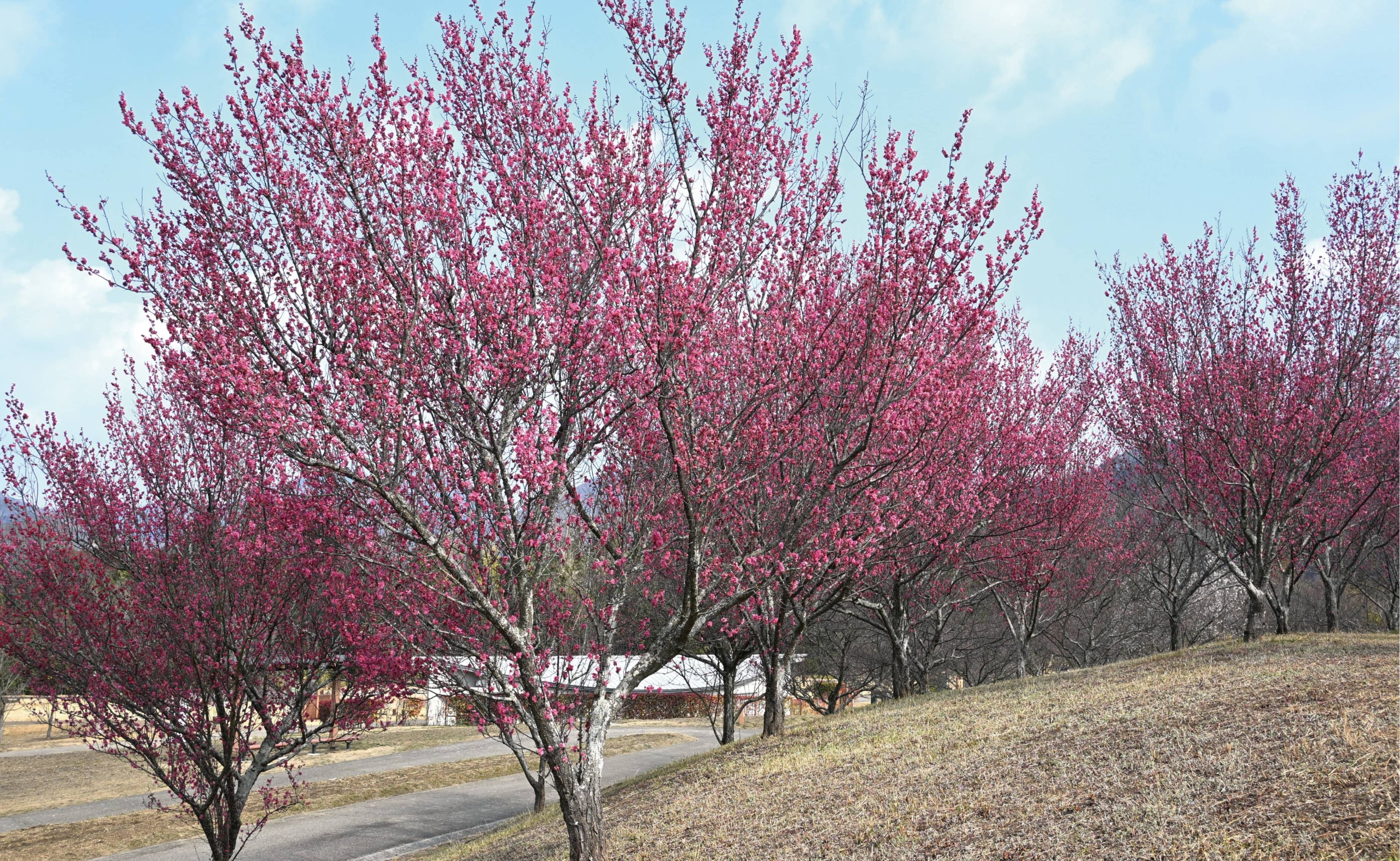 ウメ見頃＠竜頭の丘（ドッグラン周辺） photo02/12