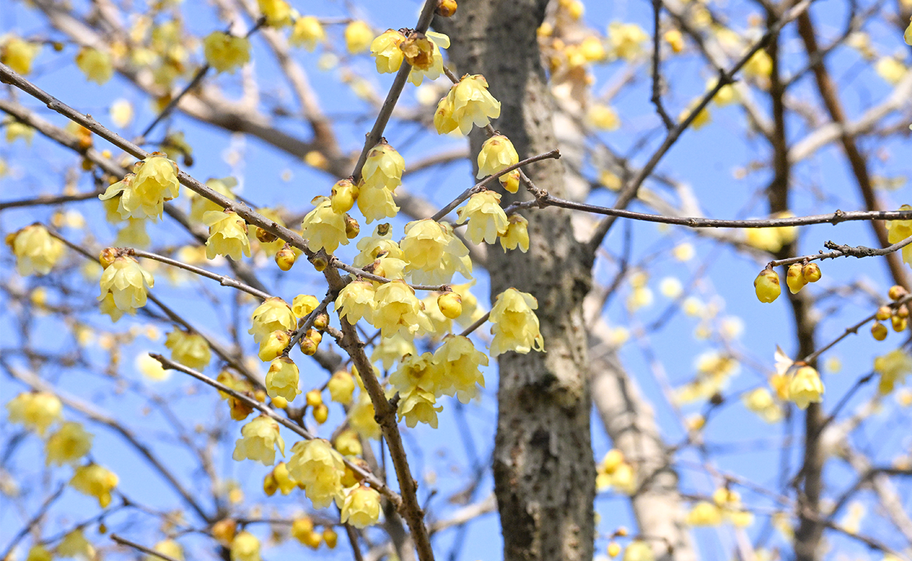 ロウバイ見頃＠竹風庵 photo02/21